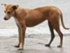 Cachorro ra a Virá-lata  idade 7 a 11 meses nome Amora 