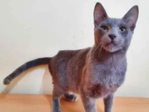Gato raça SRD-ViraLata idade 2 a 6 meses nome MENINO AZUL