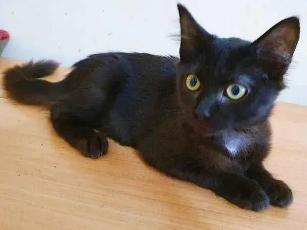 Gato raça SRD-ViraLata idade  nome MILENE BLACK