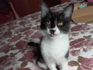 Gato raça SRD idade 2 a 6 meses nome Paçoca 
