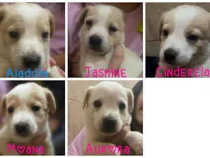 Cachorro raça SRD-ViraLata idade Abaixo de 2 meses nome Filhotinhos