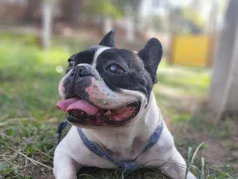 Cachorro ra a Buldog Frances idade 4 anos nome Horacio