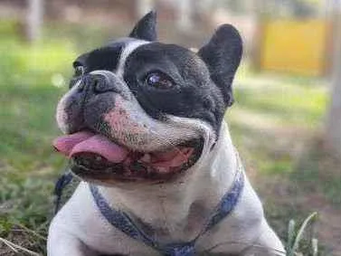 Cachorro ra a Buldog Frances idade 4 anos nome Horacio