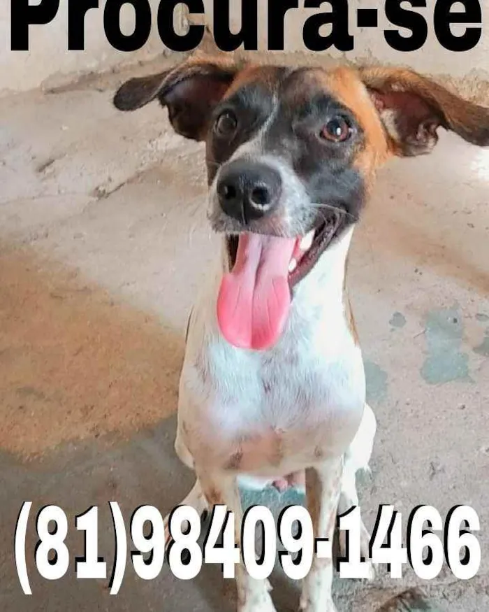 Cachorro ra a Fox paulistinha com vira lata idade 1 ano nome Layla 