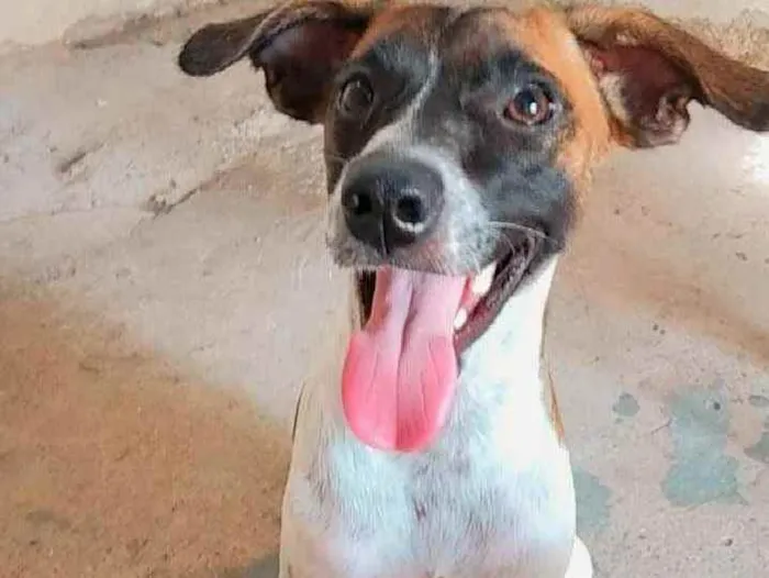 Cachorro ra a Fox paulistinha com vira lata idade 1 ano nome Layla 