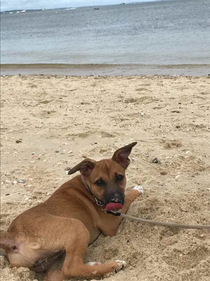 Cachorro ra a Vira lata  idade 7 a 11 meses nome Mel 