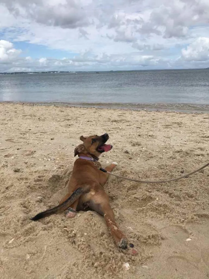 Cachorro ra a Vira lata  idade 7 a 11 meses nome Mel 