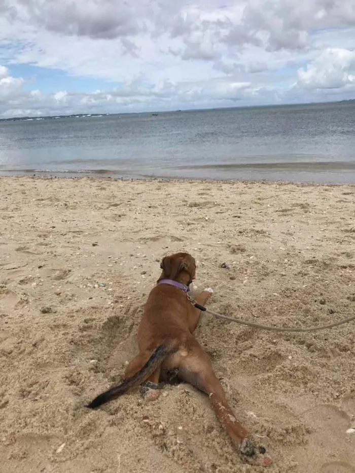 Cachorro ra a Vira lata  idade 7 a 11 meses nome Mel 