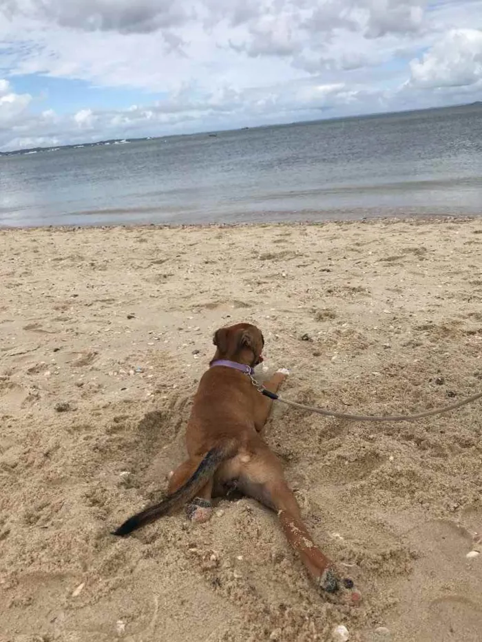 Cachorro ra a Vira lata  idade 7 a 11 meses nome Mel 