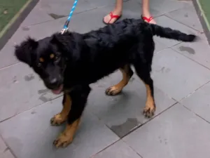 Cachorro raça Labrador com vira lata idade 7 a 11 meses nome Tiziu