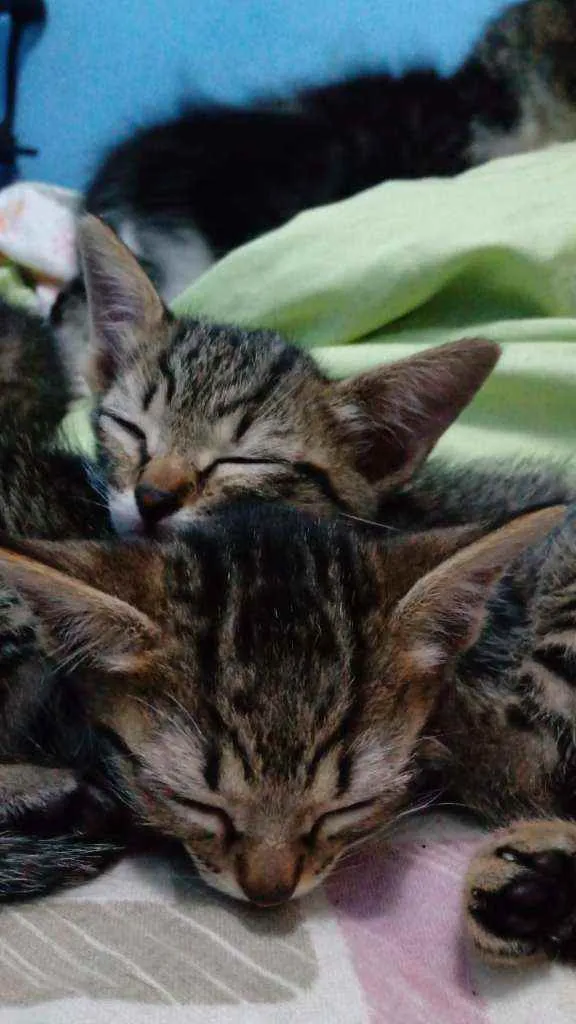 Gato ra a SR idade Abaixo de 2 meses nome Sem nome 