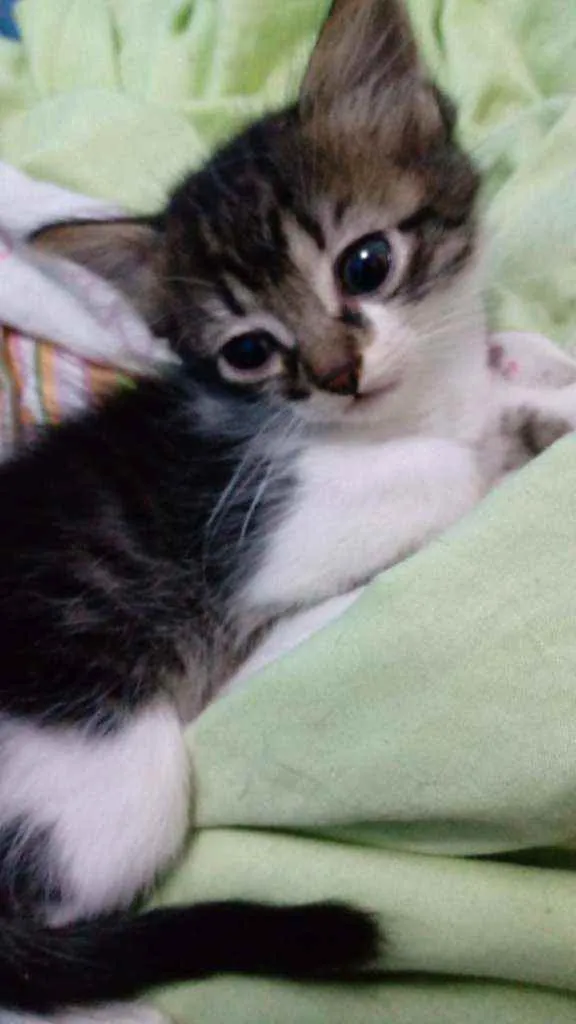 Gato ra a SR idade Abaixo de 2 meses nome Sem nome 