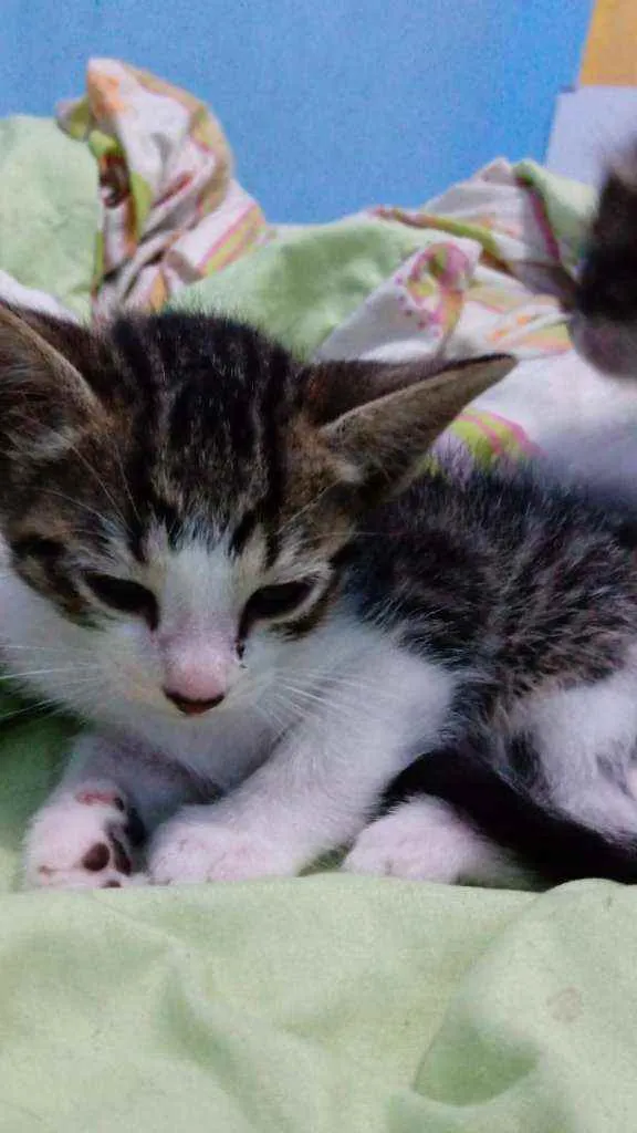Gato ra a SR idade Abaixo de 2 meses nome Sem nome 