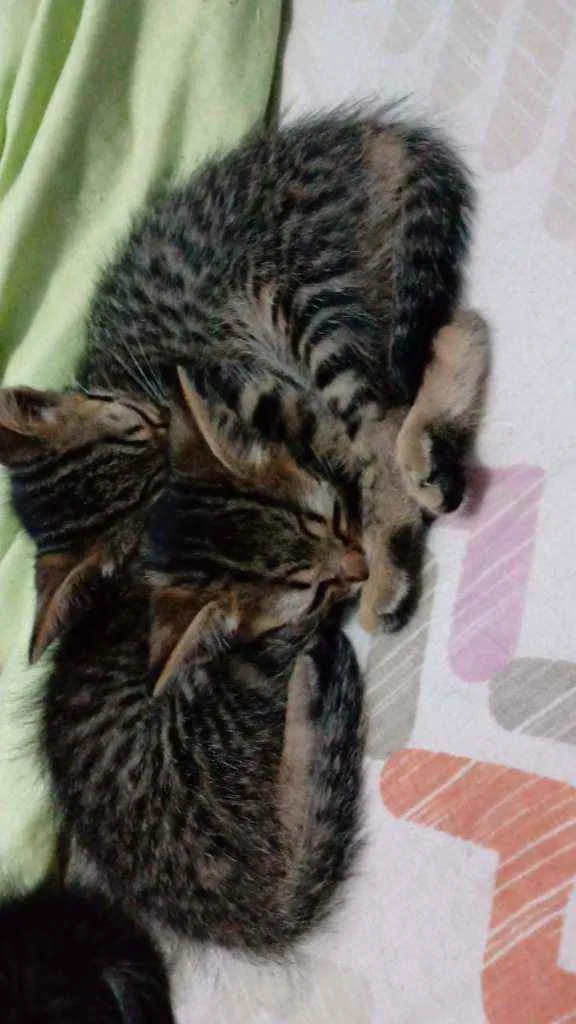 Gato ra a SR idade Abaixo de 2 meses nome Sem nome 
