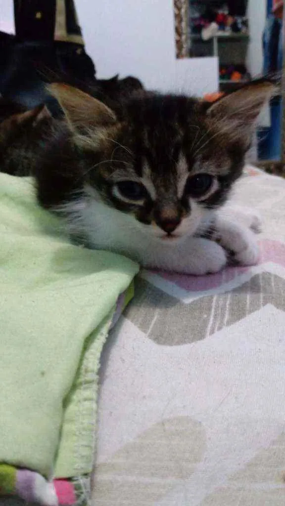 Gato ra a SR idade Abaixo de 2 meses nome Sem nome 
