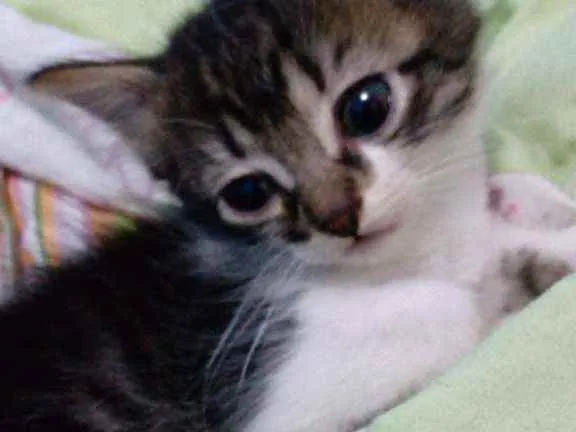 Gato ra a SR idade Abaixo de 2 meses nome Sem nome 