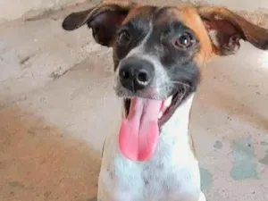 Cachorro raça Fox paulistinha com vira lata idade 1 ano nome Layla 