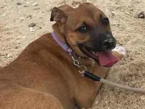 Cachorro raça Vira lata  idade 7 a 11 meses nome Mel 