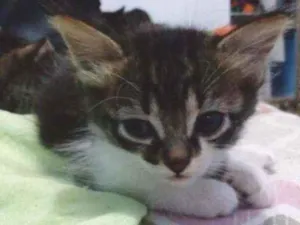 Gato raça SR idade Abaixo de 2 meses nome Sem nome 