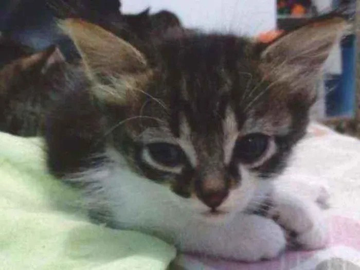 Gato ra a SR idade Abaixo de 2 meses nome Sem nome 