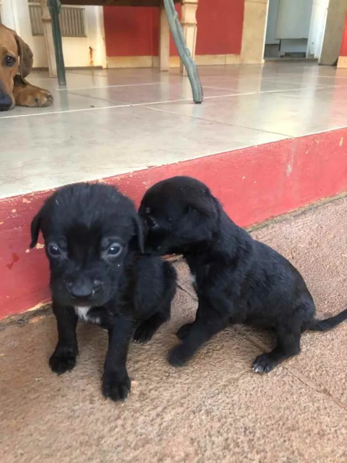 Cachorro ra a Sem raça  idade 2 a 6 meses nome Filhotes 