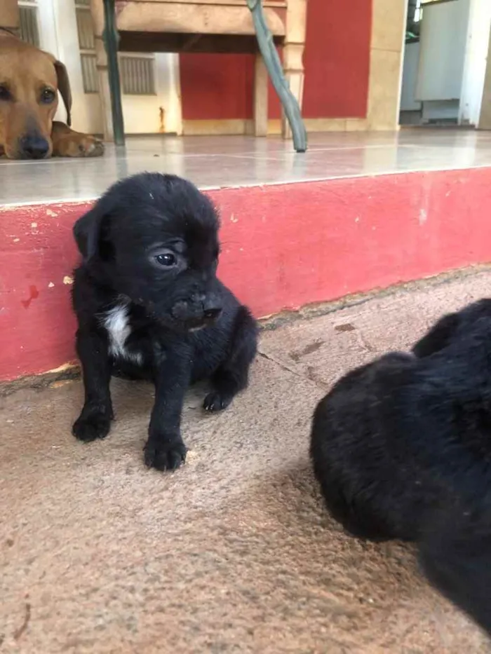 Cachorro ra a Sem raça  idade 2 a 6 meses nome Filhotes 