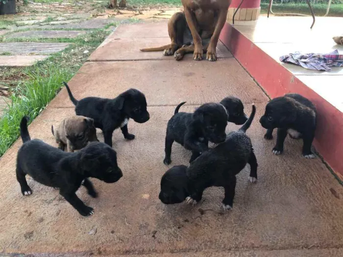 Cachorro ra a Sem raça  idade 2 a 6 meses nome Filhotes 