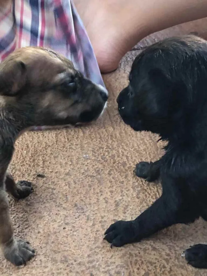 Cachorro ra a Sem raça  idade 2 a 6 meses nome Filhotes 