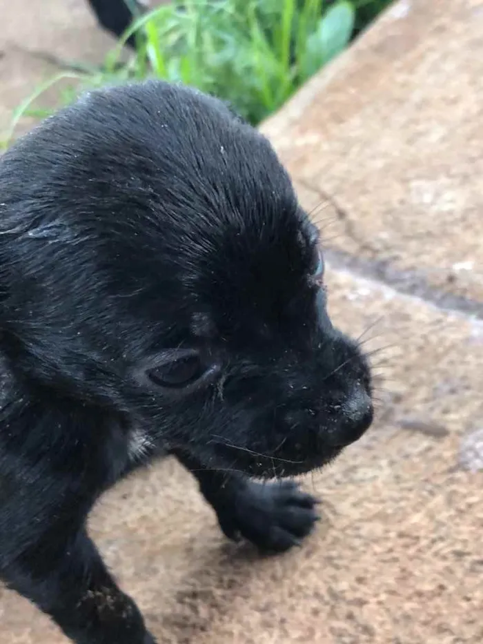 Cachorro ra a Sem raça  idade 2 a 6 meses nome Filhotes 
