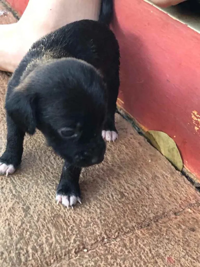 Cachorro ra a Sem raça  idade 2 a 6 meses nome Filhotes 
