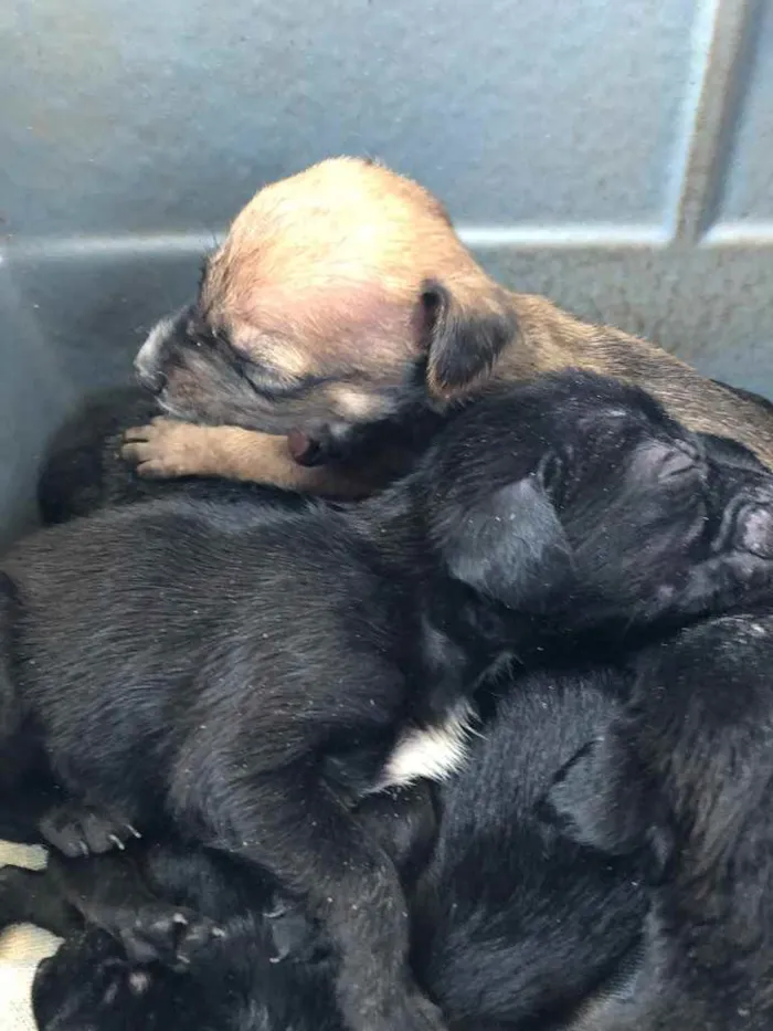 Cachorro ra a Sem raça  idade 2 a 6 meses nome Filhotes 