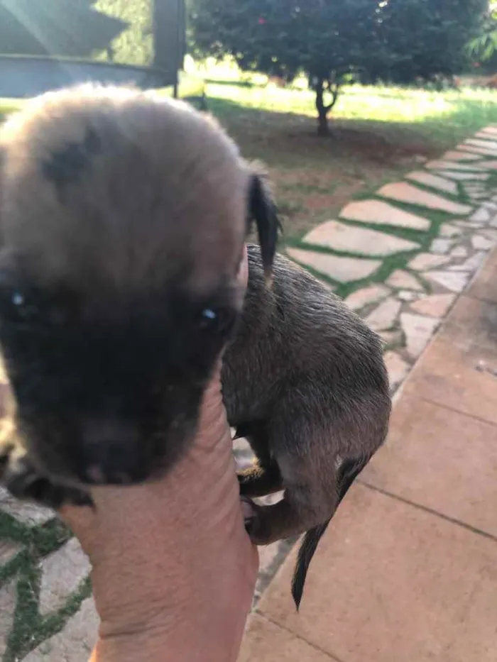 Cachorro ra a Sem raça  idade 2 a 6 meses nome Filhotes 