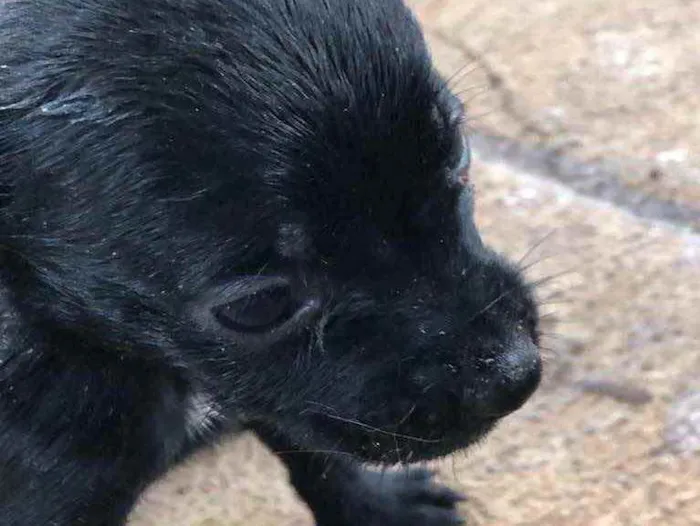 Cachorro ra a Sem raça  idade 2 a 6 meses nome Filhotes 