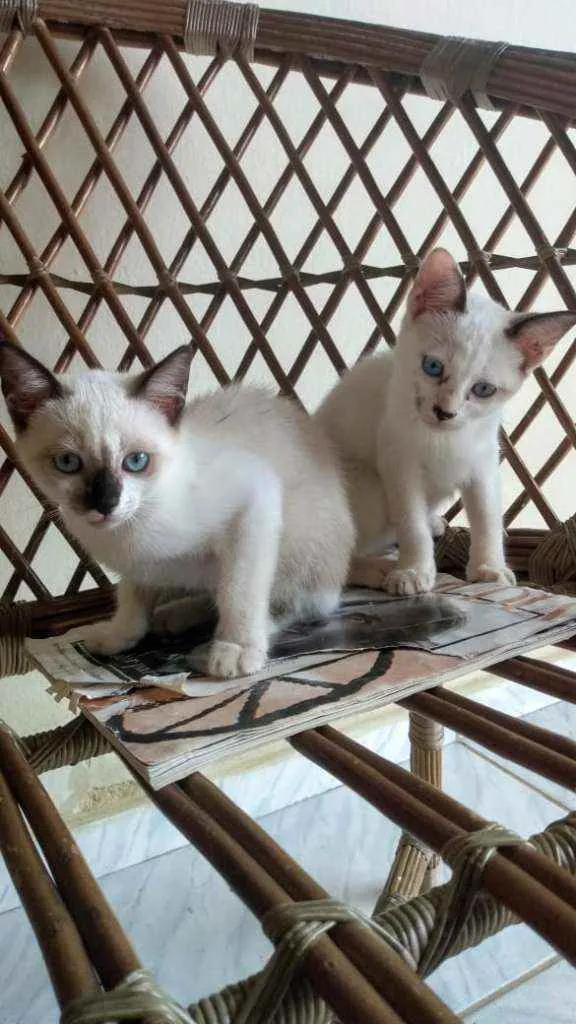 Gato raça  idade 2 a 6 meses nome Radixa