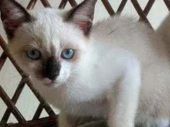 Gato raça  idade 2 a 6 meses nome Radixa
