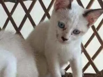 Gato raça  idade 2 a 6 meses nome Radixa