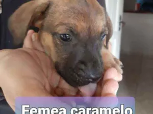 Cachorro raça Indefinida idade 2 a 6 meses nome Filhotinhos 