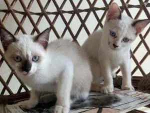 Gato raça  idade 2 a 6 meses nome Lola 