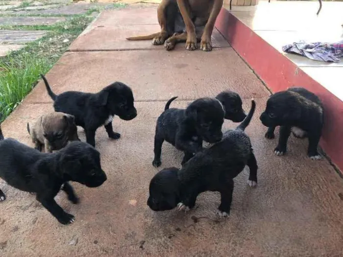 Cachorro ra a Sem raça  idade 2 a 6 meses nome Filhotes 