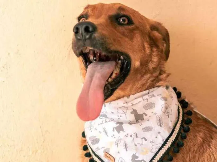 Cachorro ra a SRD-ViraLata idade 2 anos nome Saturno