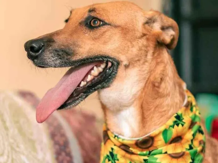 Cachorro ra a SRD-ViraLata idade 2 anos nome Vênus