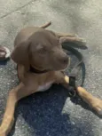 Nala