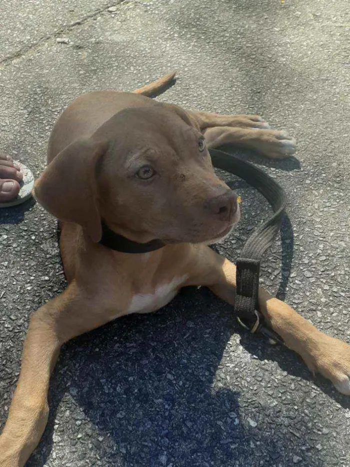 Cachorro ra a Mix Pitbull idade 2 a 6 meses nome Nala
