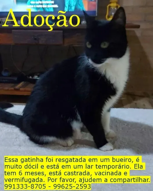 Gato raça SRD-ViraLata idade 2 a 6 meses nome Sem Nome