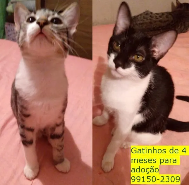 Gato raça SRD-ViraLata idade 2 a 6 meses nome Sem Nome