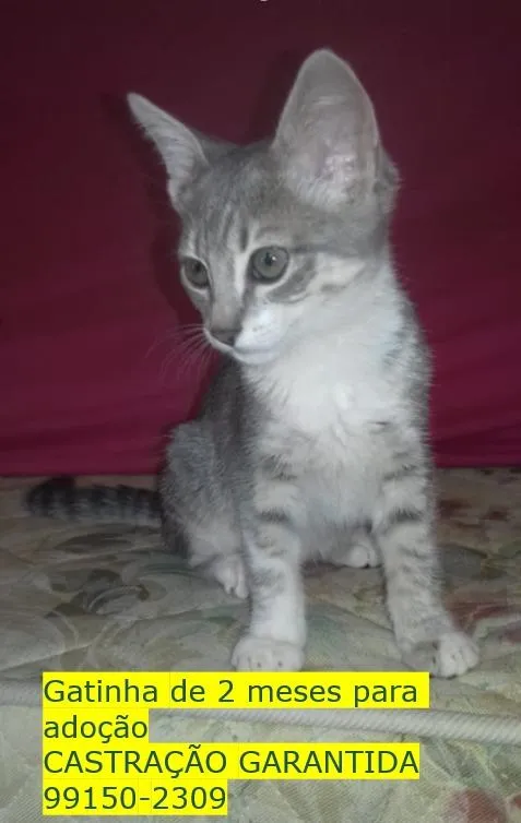 Gato raça SRD-ViraLata idade 2 a 6 meses nome Sem Nome