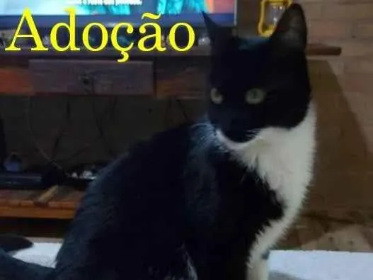 Gato raça SRD-ViraLata idade 2 a 6 meses nome Sem Nome