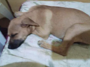 Cachorro raça Srd idade 2 a 6 meses nome Pluto 