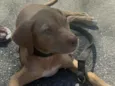 Nala
