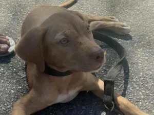 Cachorro raça Mix Pitbull idade 2 a 6 meses nome Nala